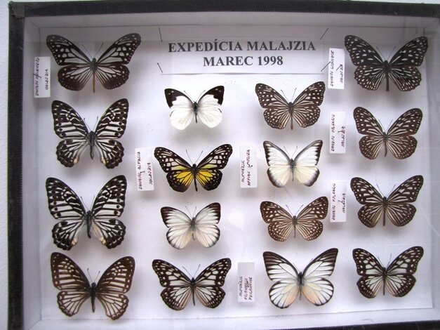 Ukážka rôznych druhov motýľov (Malajzia)